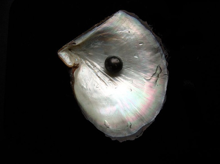 rare_black_pearl,_wikimedia_commons
